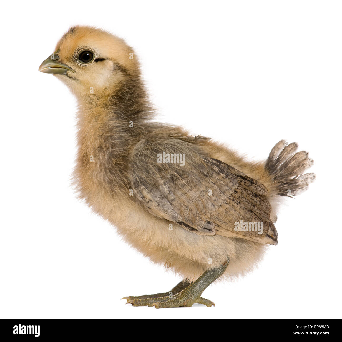 Chick, 3 weeks old, standing in front of white background Stock Photo