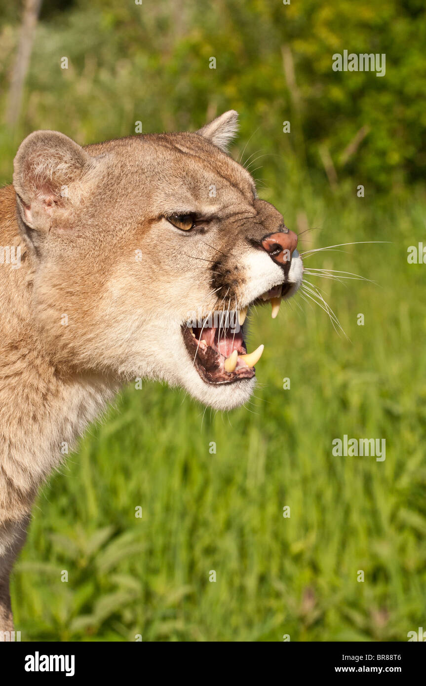 Mountain lion, Felis (Puma) concolor, native to Canada, the USA, Mexico, Central and South America Stock Photo