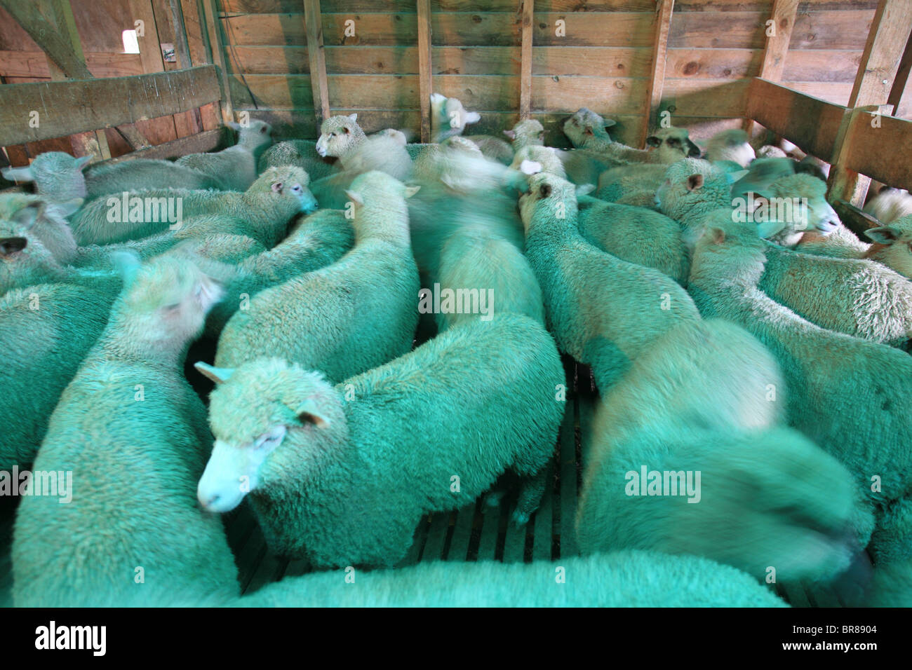 Flock of sheep in shearing shed Stock Photo Alamy