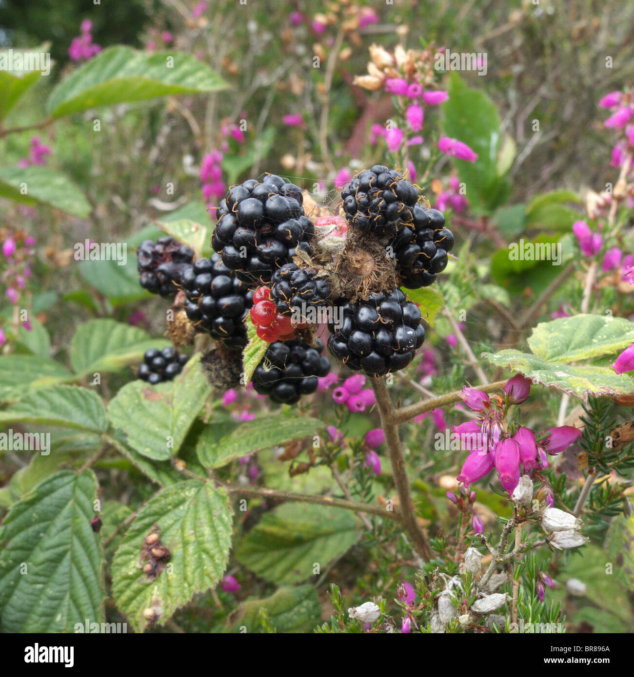 Berries on brambles hires stock photography and images Alamy