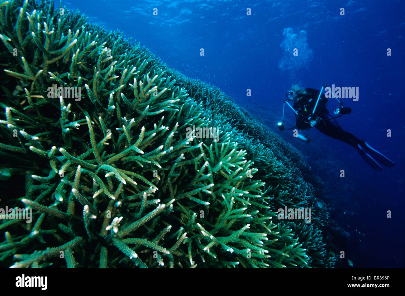 Scuba diver with corals (Acropora sp), New Ireland, Papua New Guinea Model released. Stock Photo