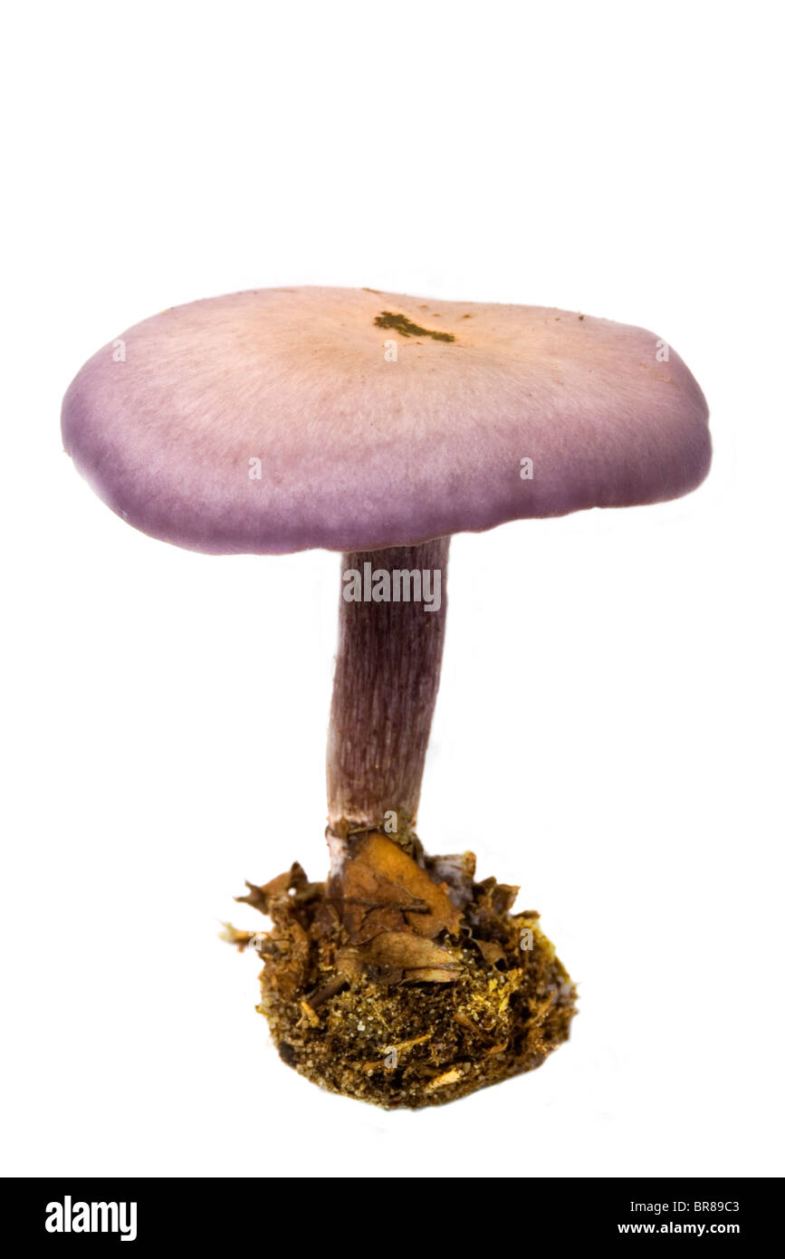 Lepista nuda - wood Blewit Stock Photo