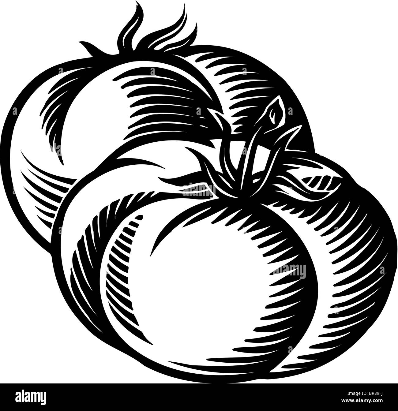 A drawing of two plump tomatoes in black and white Stock Photo