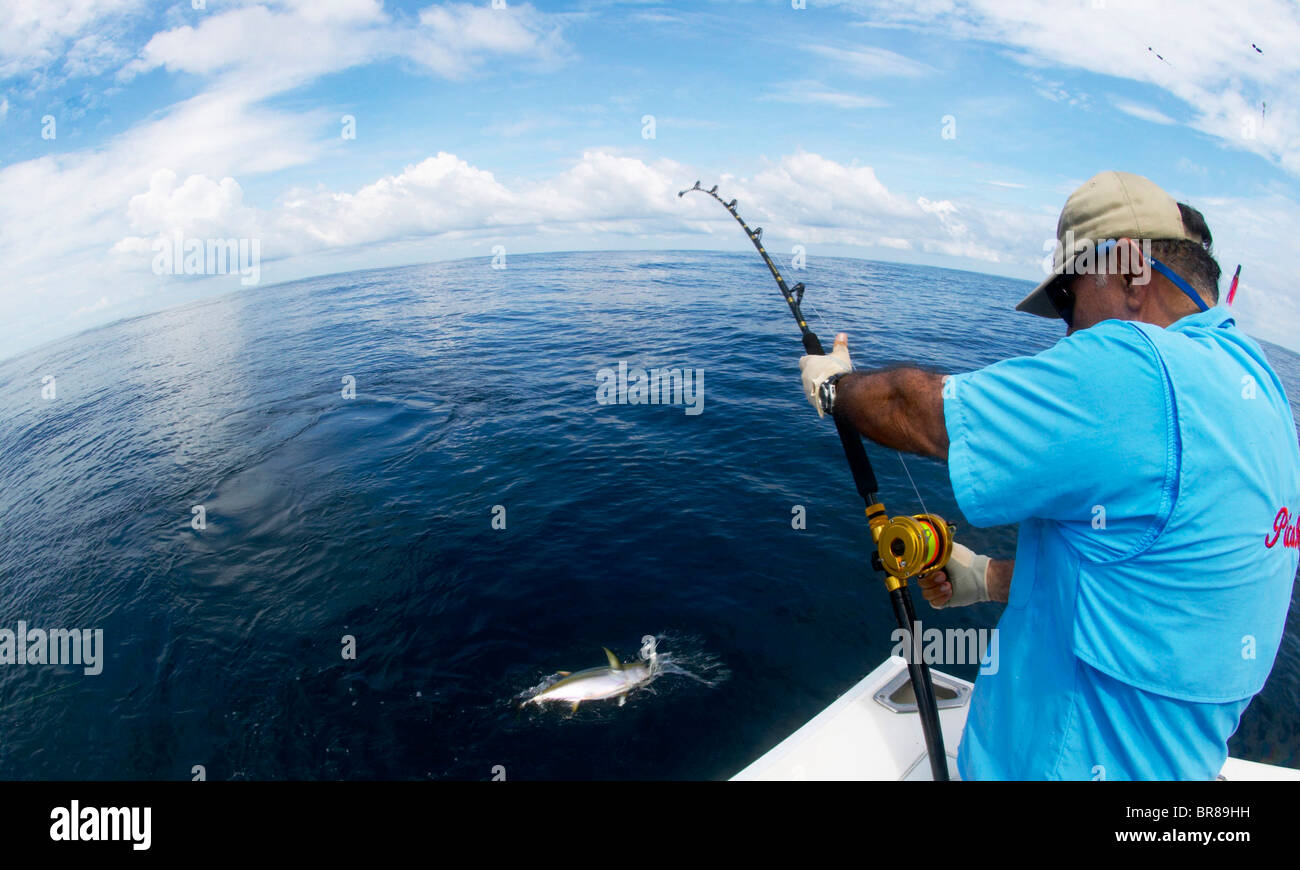 Catching a yellow fin tuna (Thunnus albacares) on a fishing line from a boat. Stock Photo