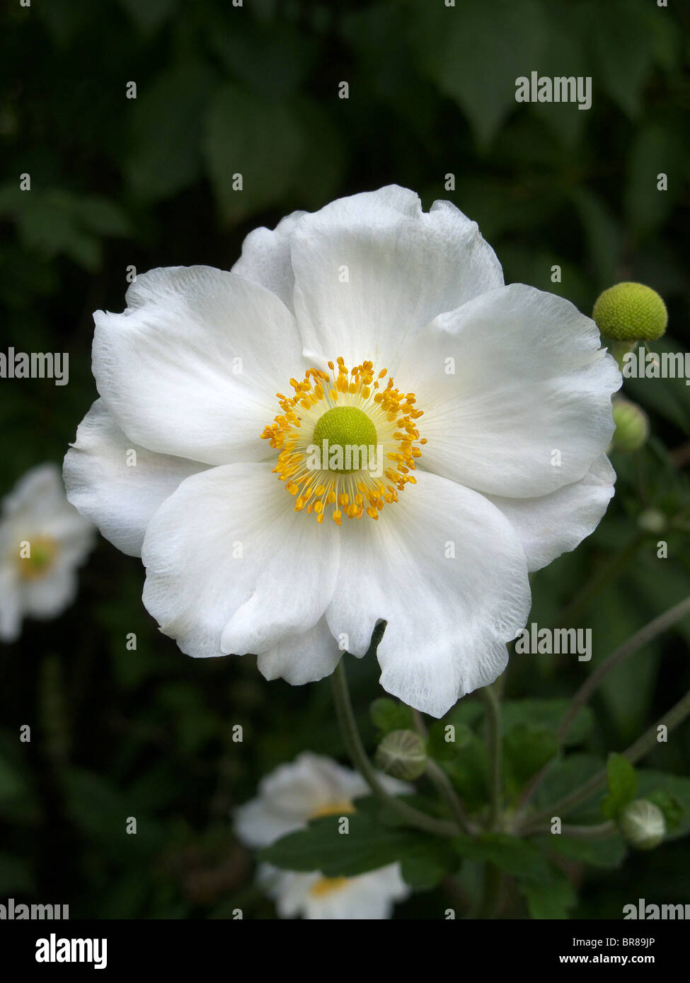 Close up of  White Japanese Anemone (Anemone huphensis) cultivar Stock Photo