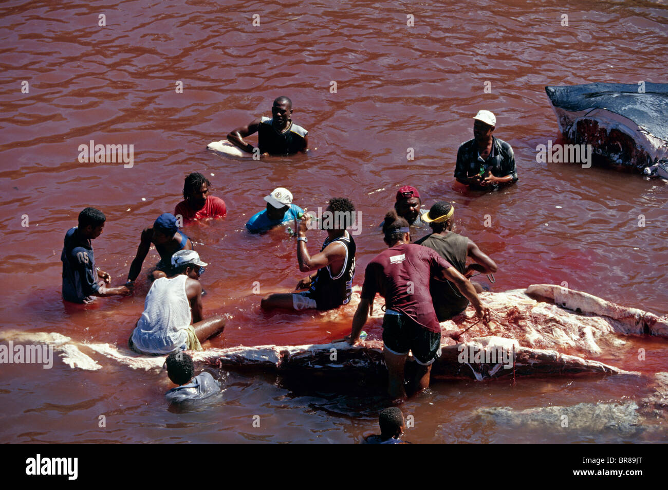 Locals from the island of Bequia butchering a Humpback whale (Megaptera novaeangliae). Bequia, St Vincent and the Grenadines, Ca Stock Photo