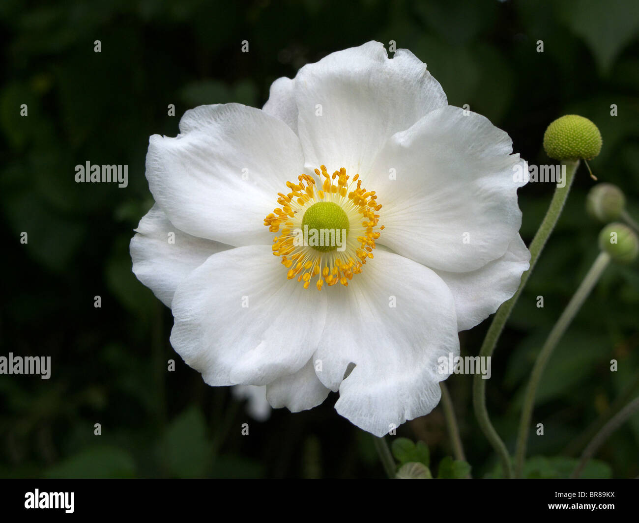 Close up of  White Japanese Anemone (Anemone huphensis) cultivar Stock Photo