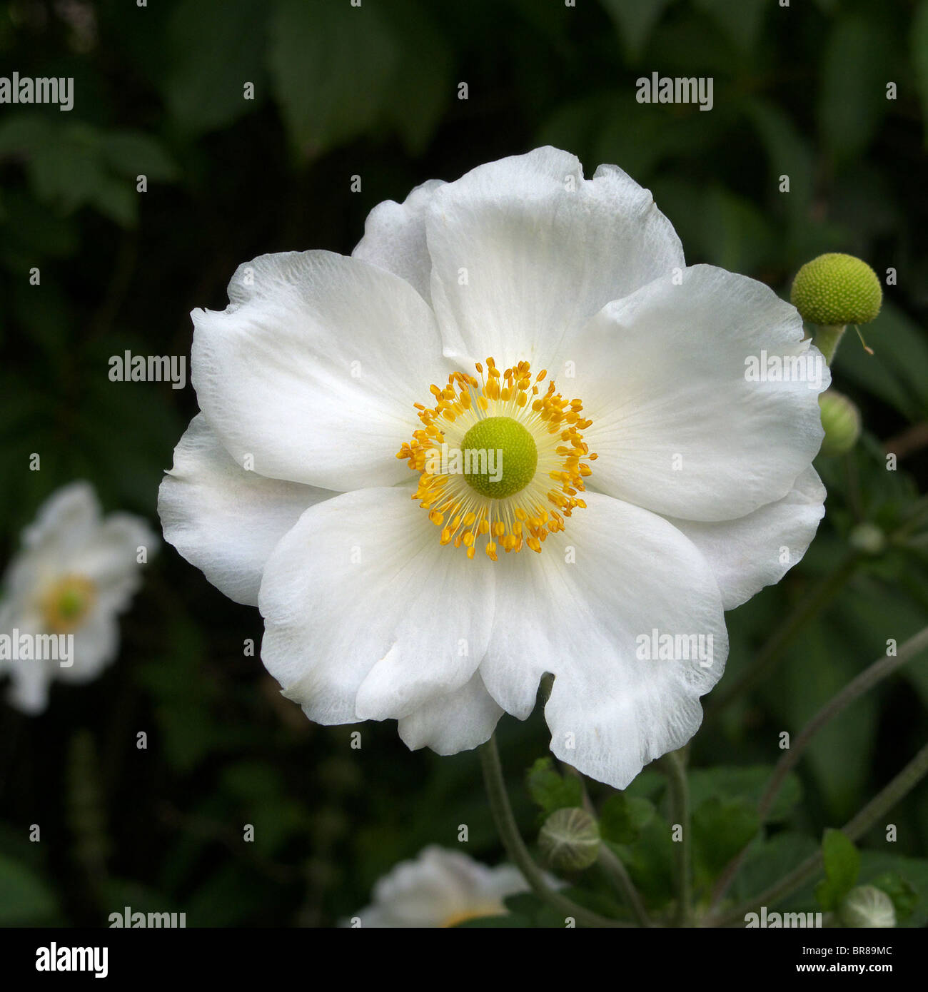 Close up of White Japanese Anemone (Anemone huphensis) cultivar Stock Photo Alamy