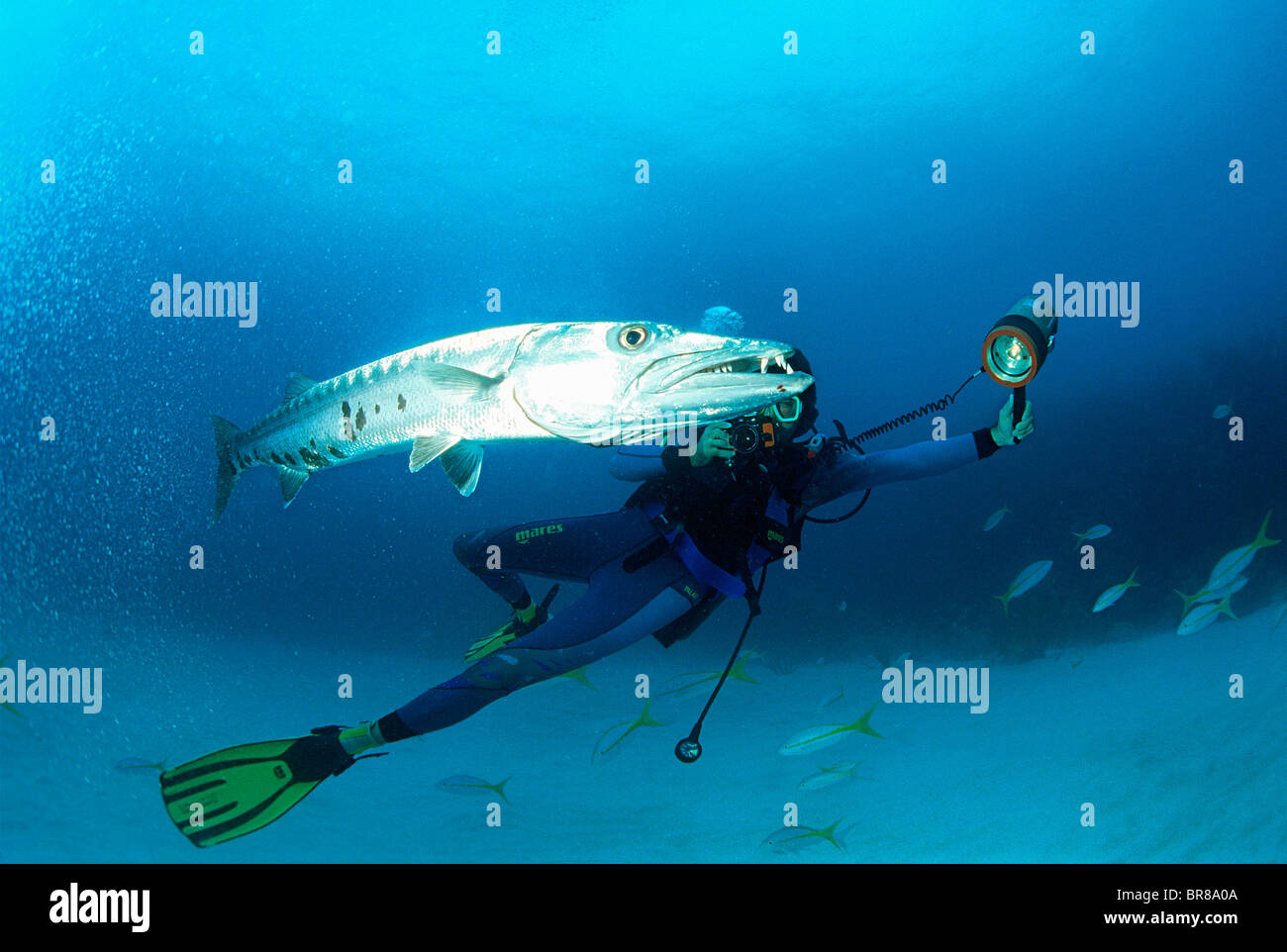 Diver photographing Great barracuda (Sphyraena barracuda)  Cuba, Caribbean. Stock Photo