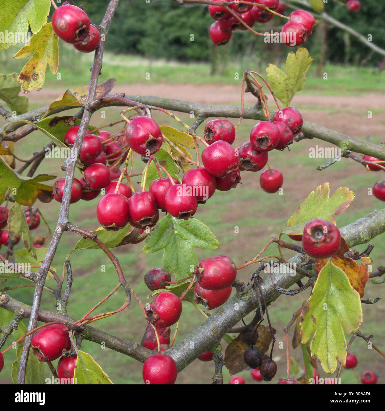Close Up Of Red Berries On A Common Hawthorn (Crataegus monogyna) Tree In September, UK Stock Photo