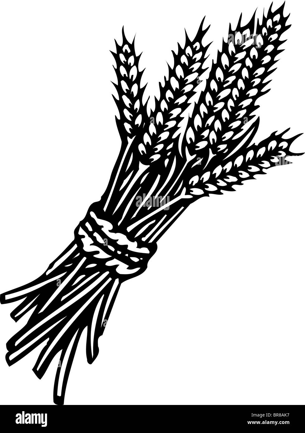 Wheat stalks Black and White Stock Photos & Images - Alamy