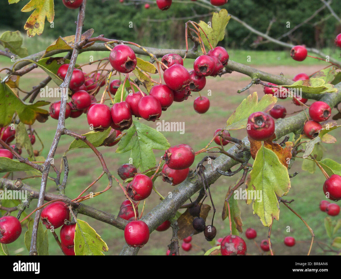 Close Up Of Red Berries On A Common Hawthorn (Crataegus monogyna) Tree