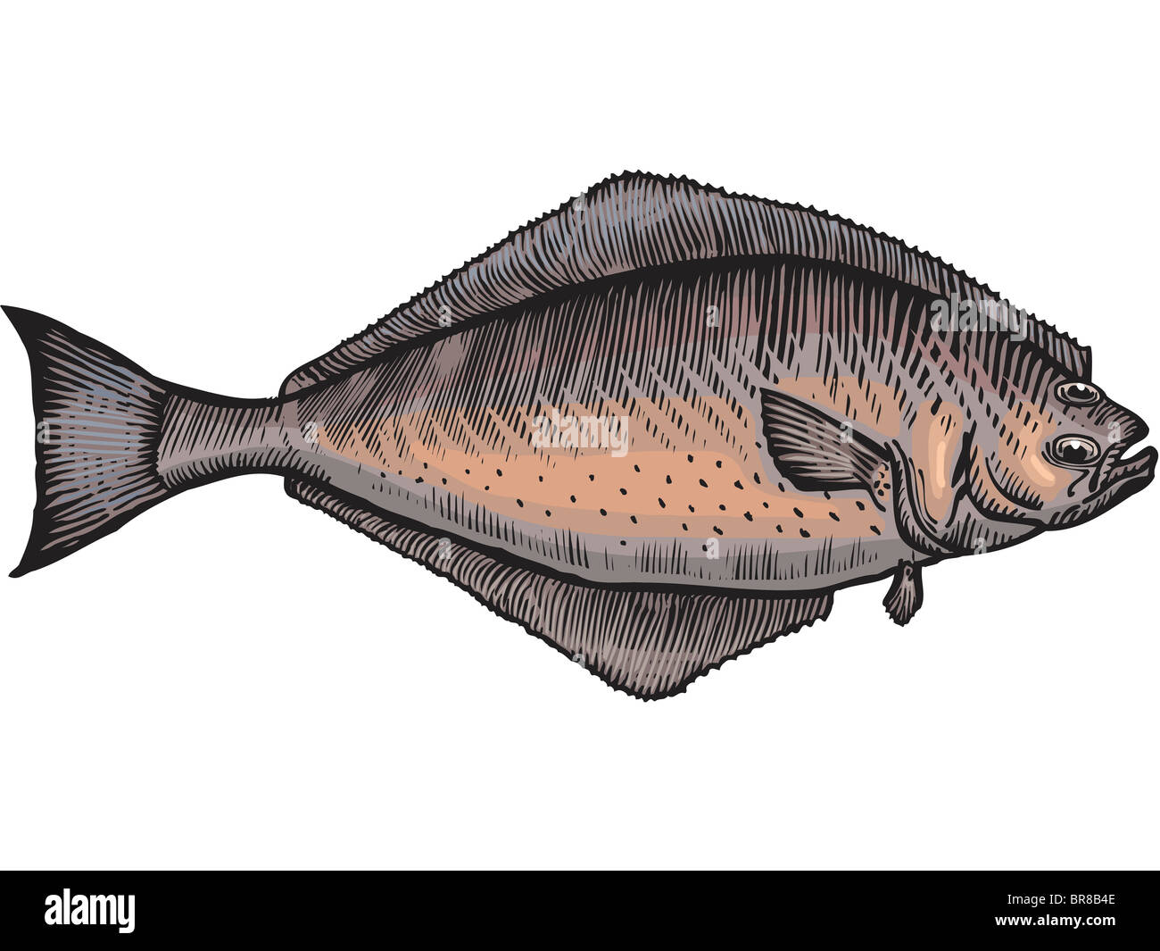 Drawing halibut hires stock photography and images Alamy