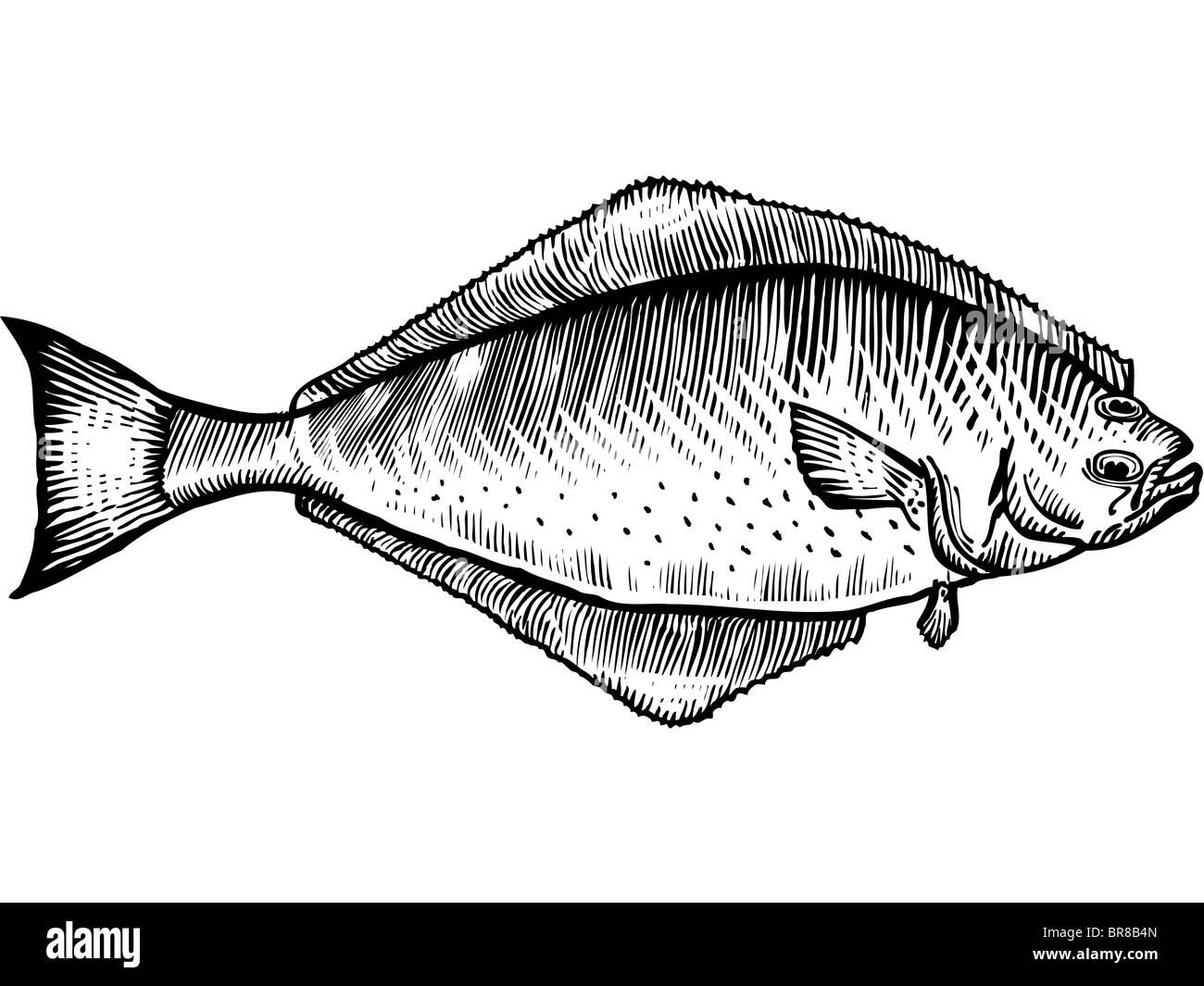 Halibut Black and White Stock Photos & Images Alamy
