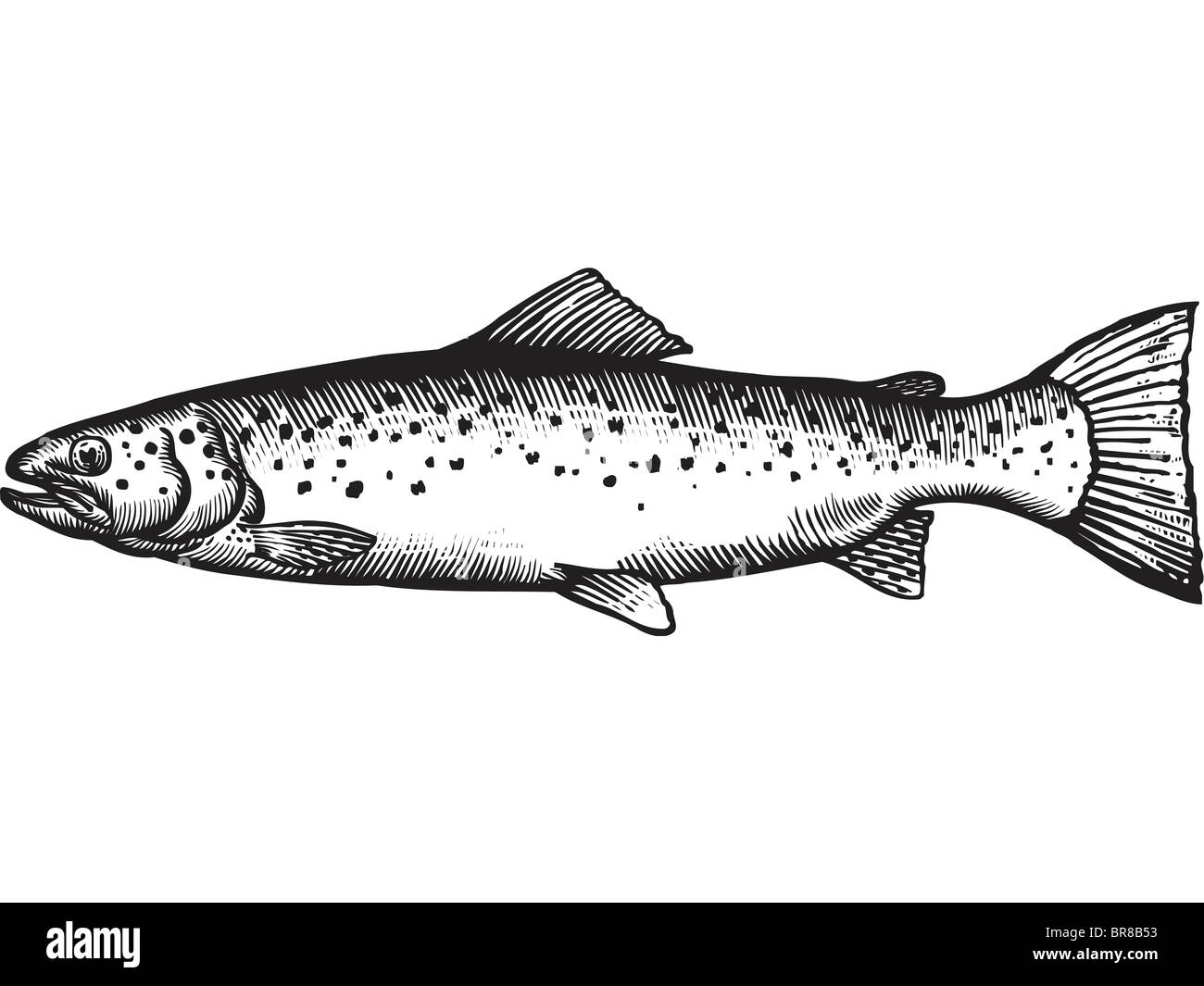 A black and white drawing of a sea trout Stock Photo 31531839 Alamy