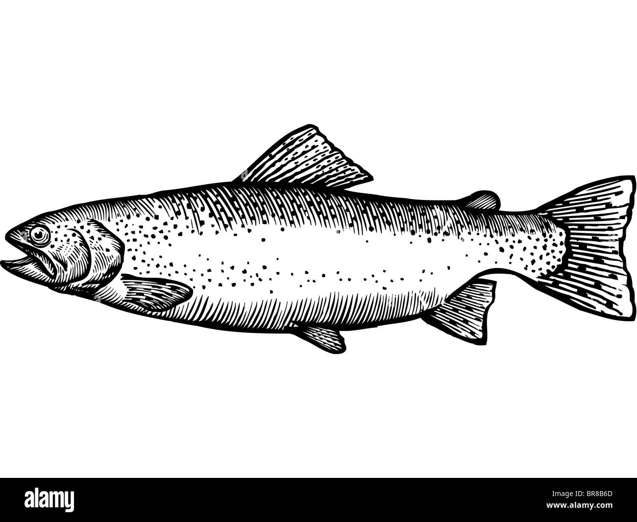 A black and white drawing of a rainbow trout Stock Photo