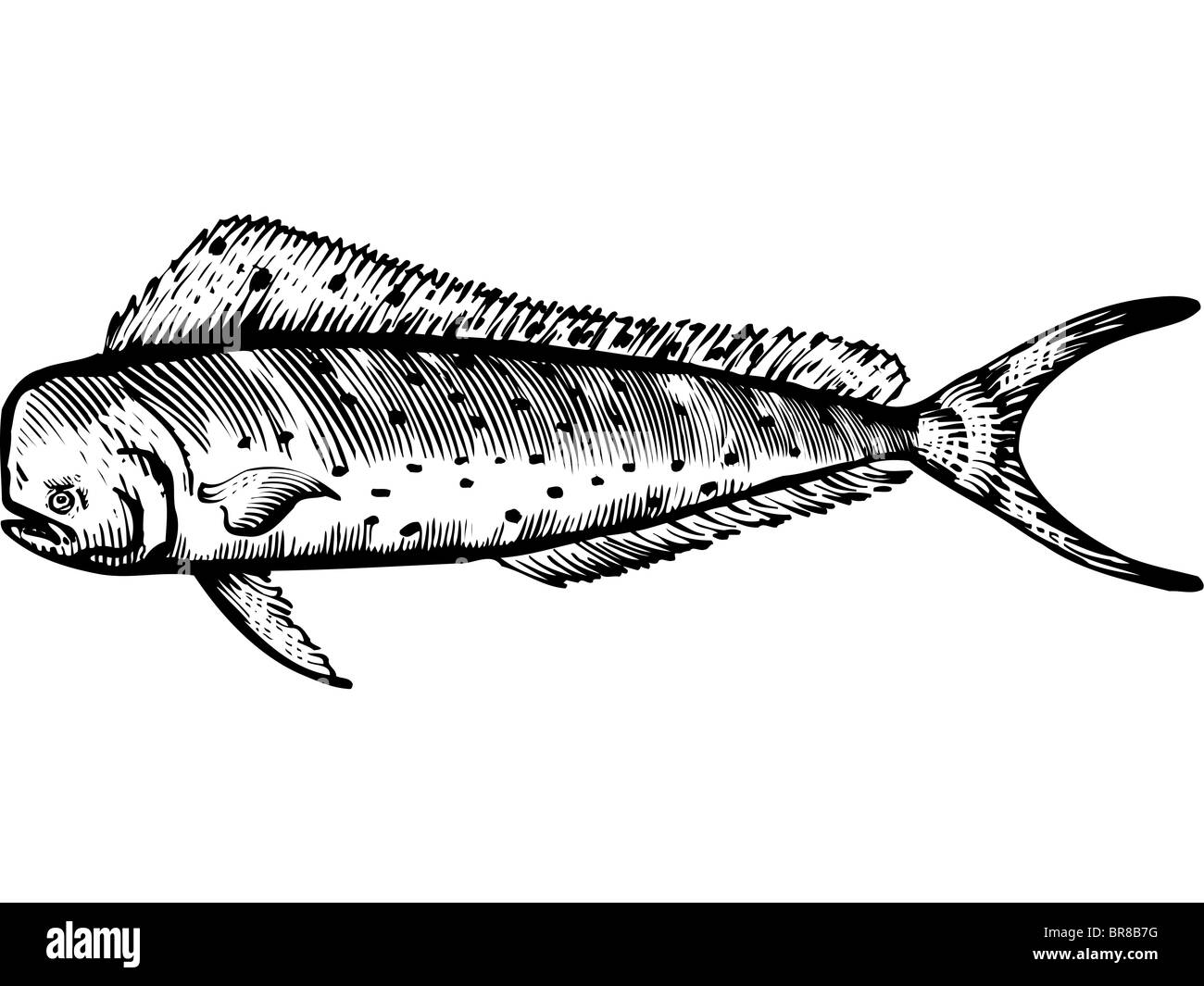 A black and white drawing of a mahi mahi Stock Photo