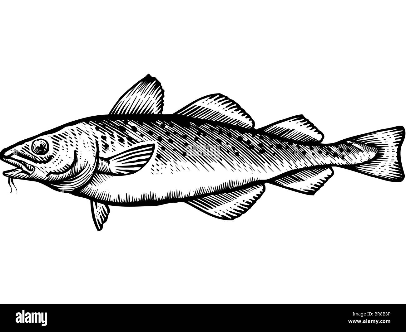 A black and white drawing of a cod Stock Photo