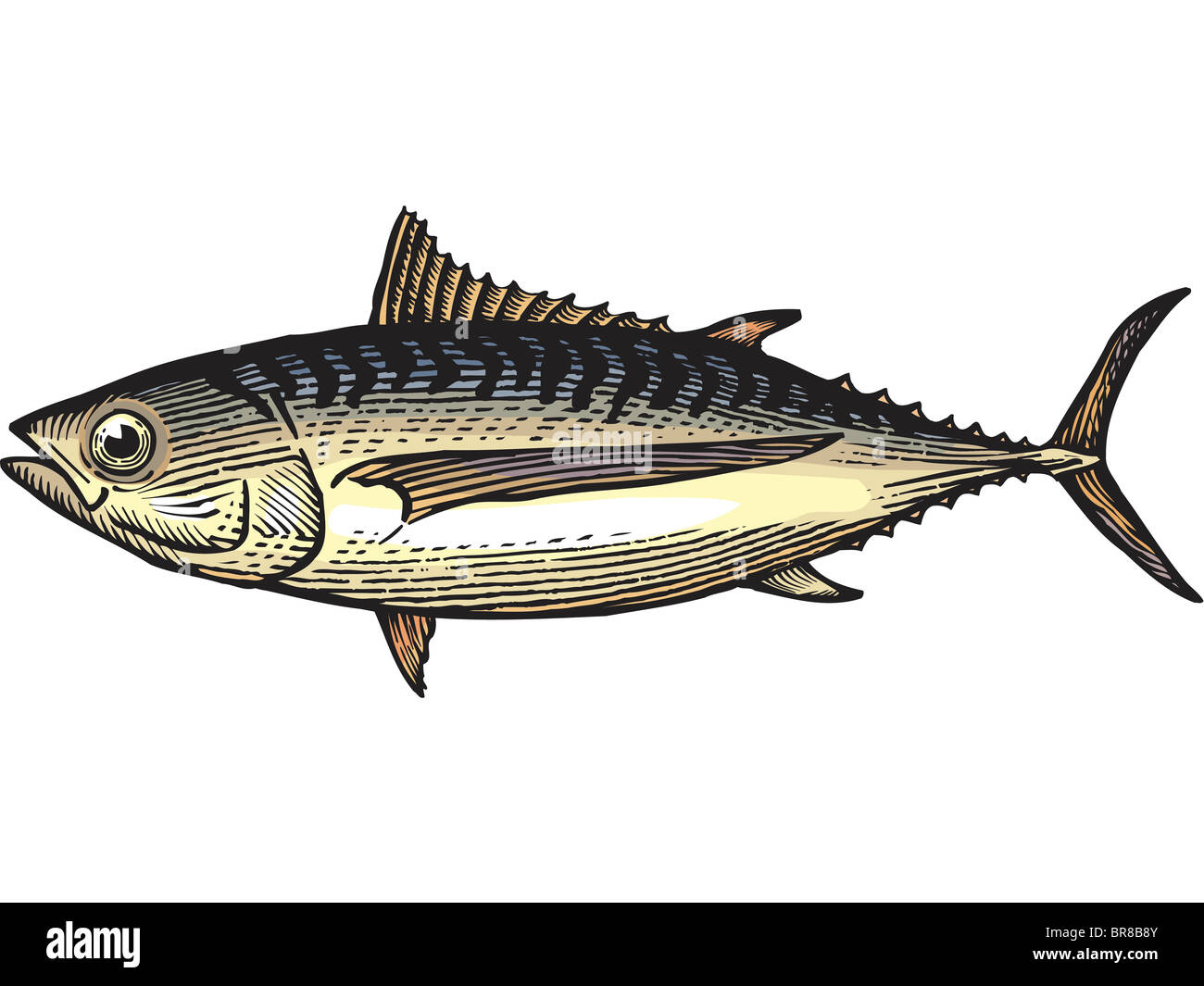 A drawing of an albacore tuna Stock Photo Alamy