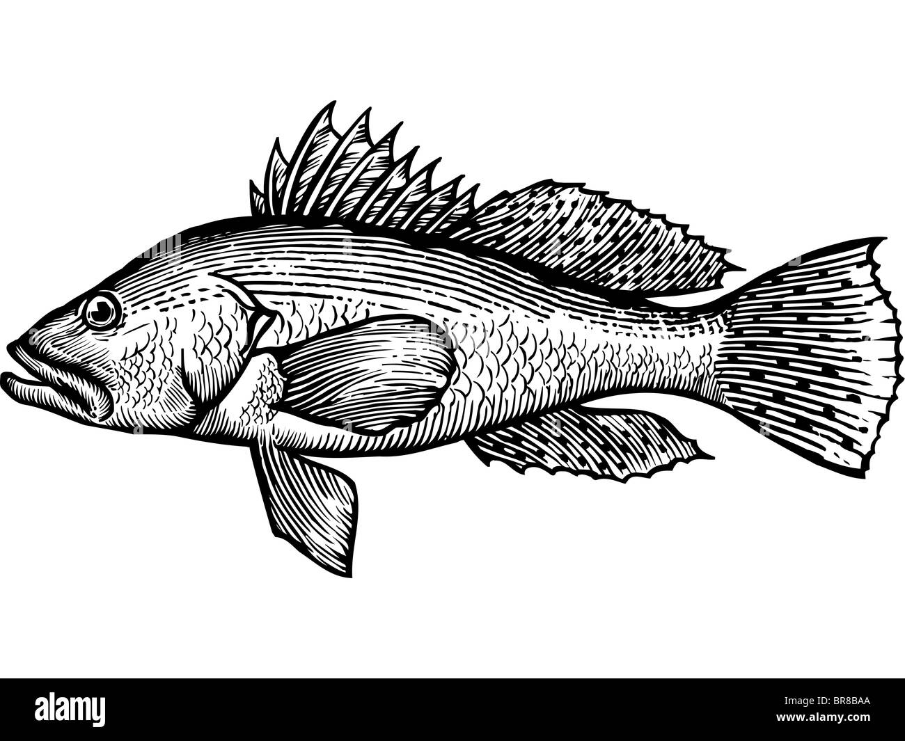 A black and white drawing of a sea bass Stock Photo