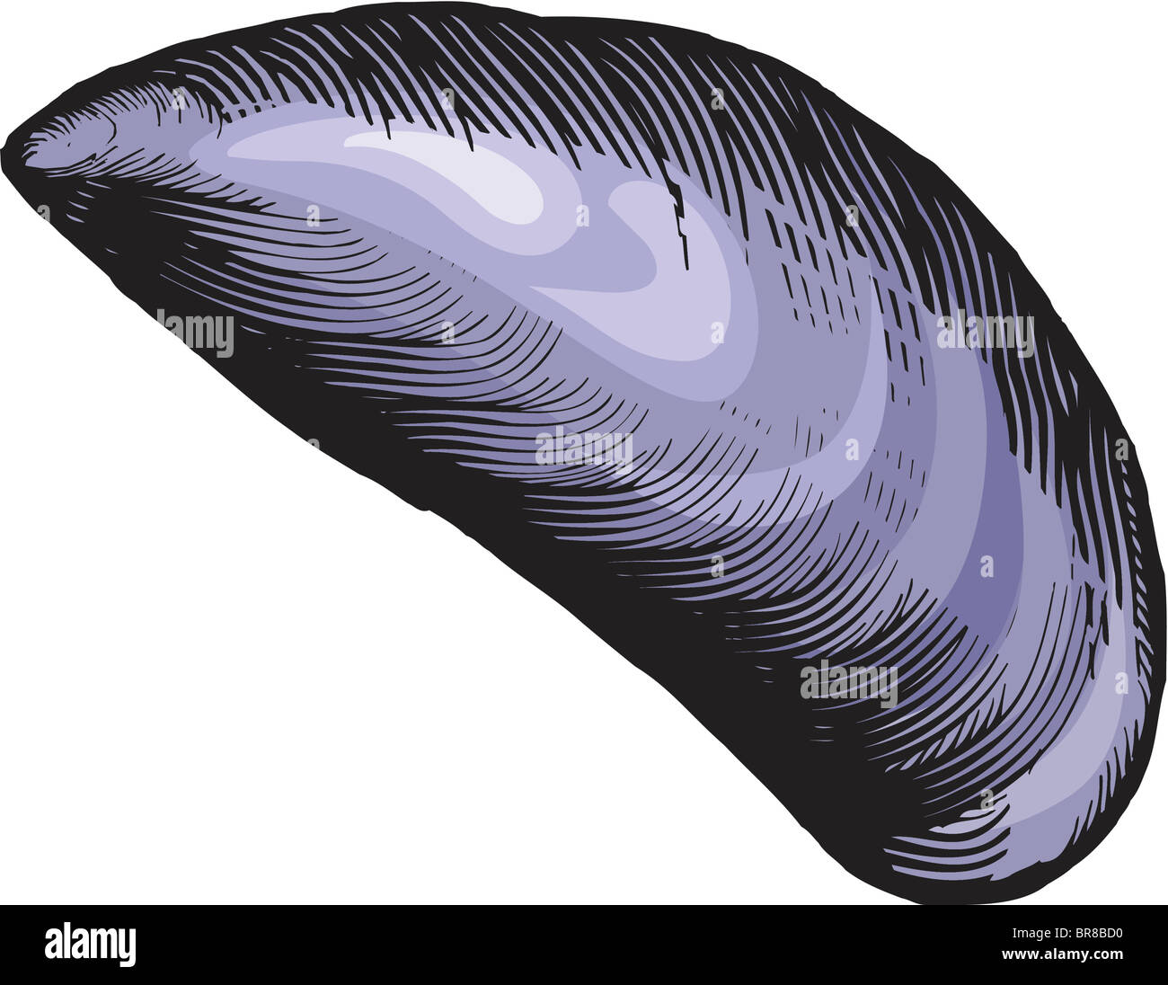 A drawing of a blue mussel Stock Photo Alamy