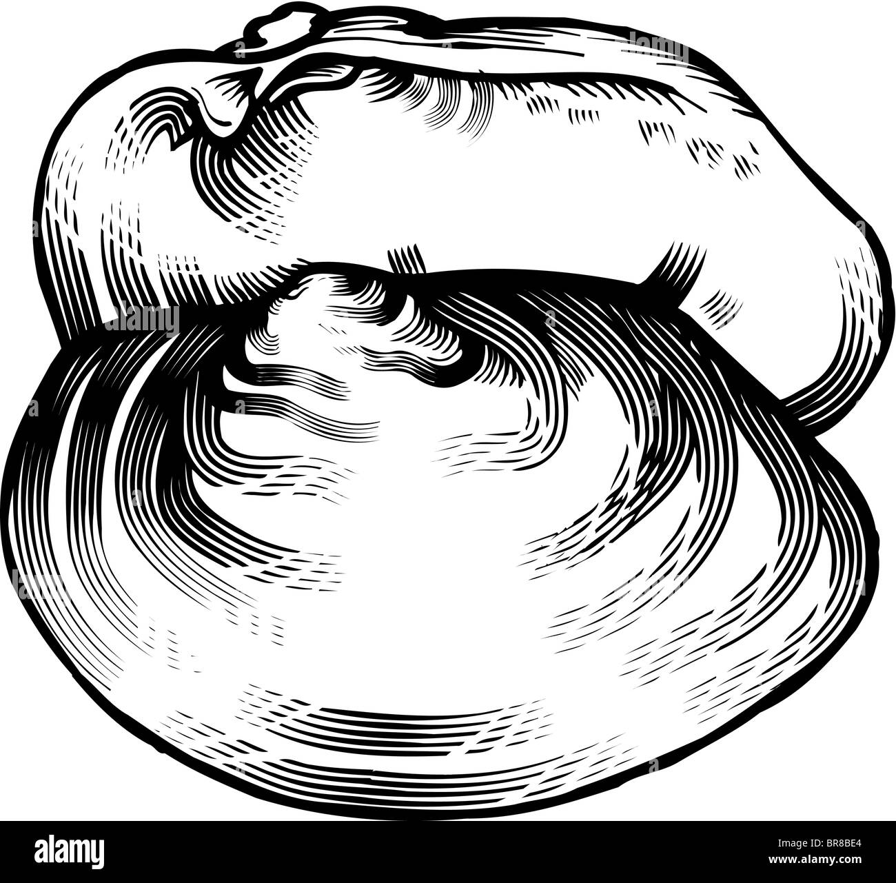 A black and white drawing of a clam Stock Photo