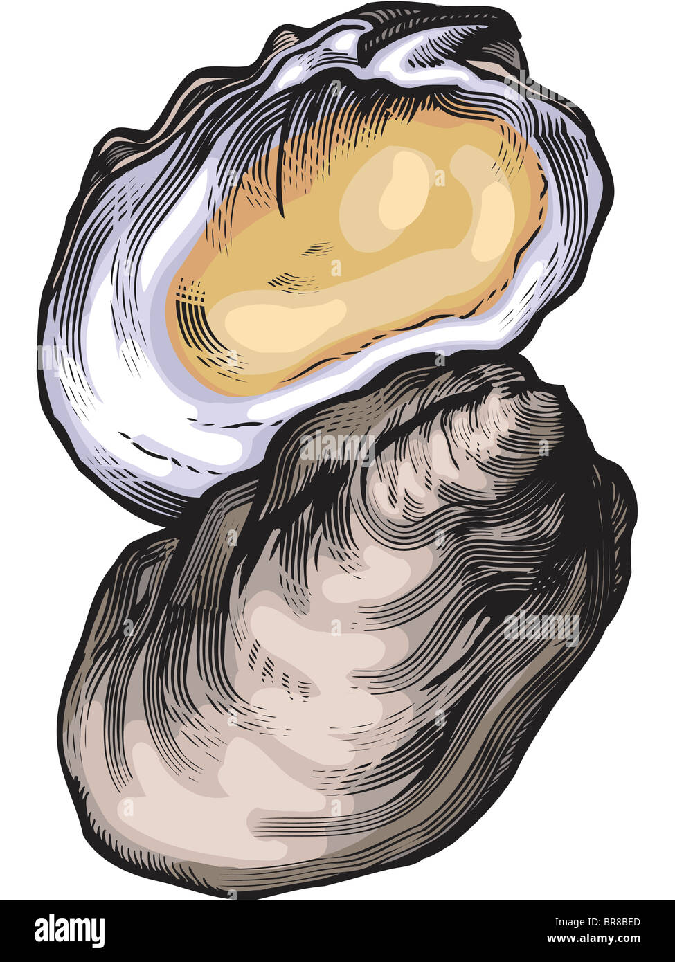 Oyster Drawing - All you will need is a pencil, pen, or marker and a