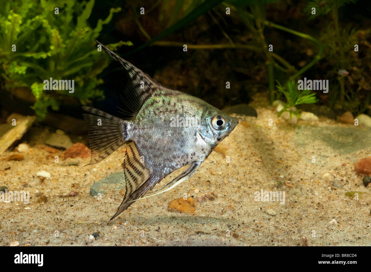 Freshwater Angelfish (Pterophyllum scalare) in an aquarium. Stock Photo