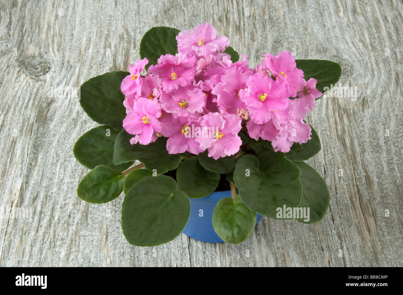 Saintpaulia, African Violet (Saintpaulia ionantha-Hybrid), potted plant  with pink flowers on wood Stock Photo - Alamy