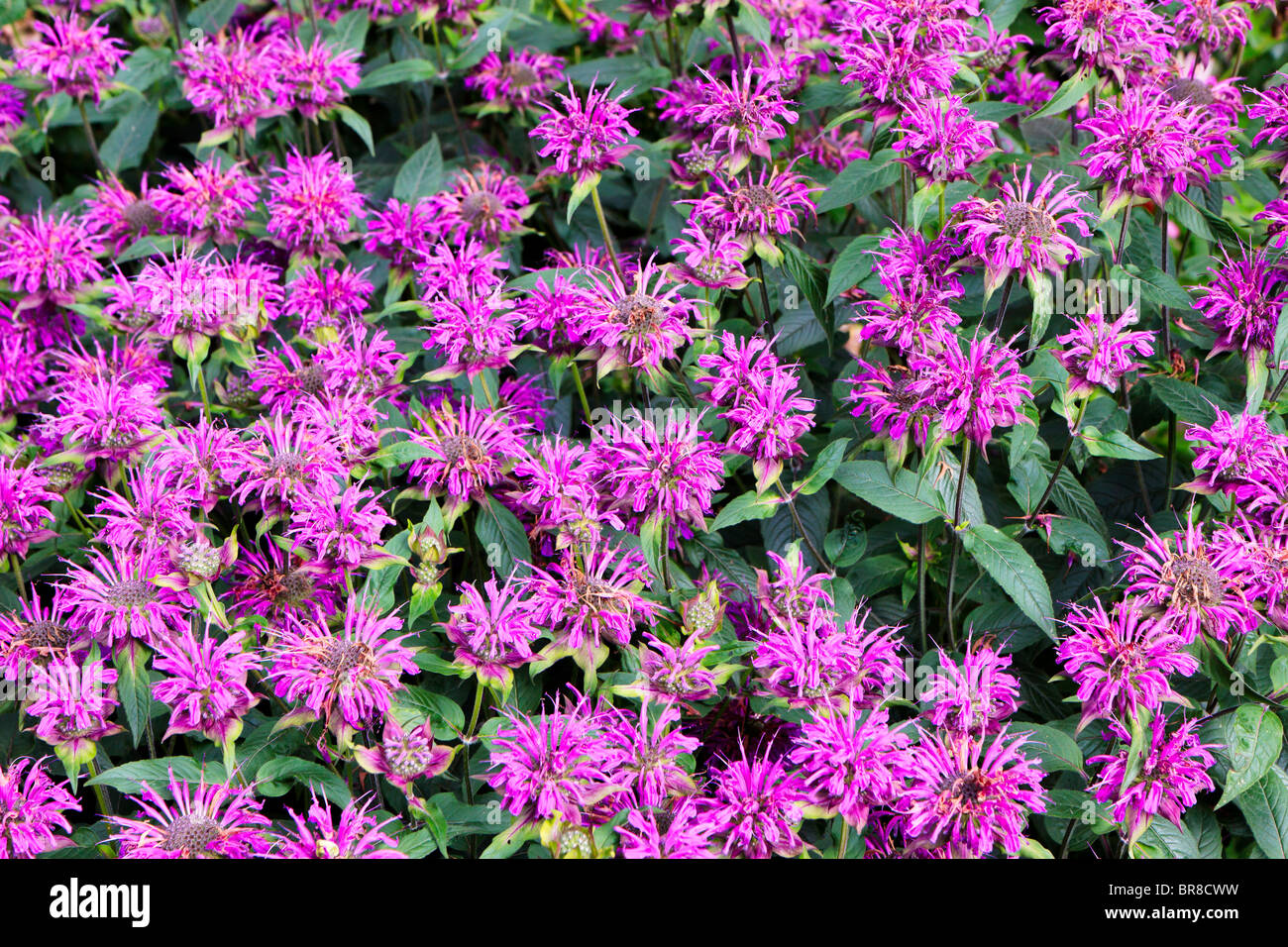 Flowers on display at The Alnwick Garden Stock Photo