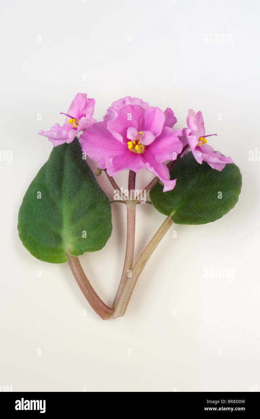 Saintpaulia, African Violet (Saintpaulia ionantha-Hybrid), pink flowers and leaves, studio picture against a white background. Stock Photo