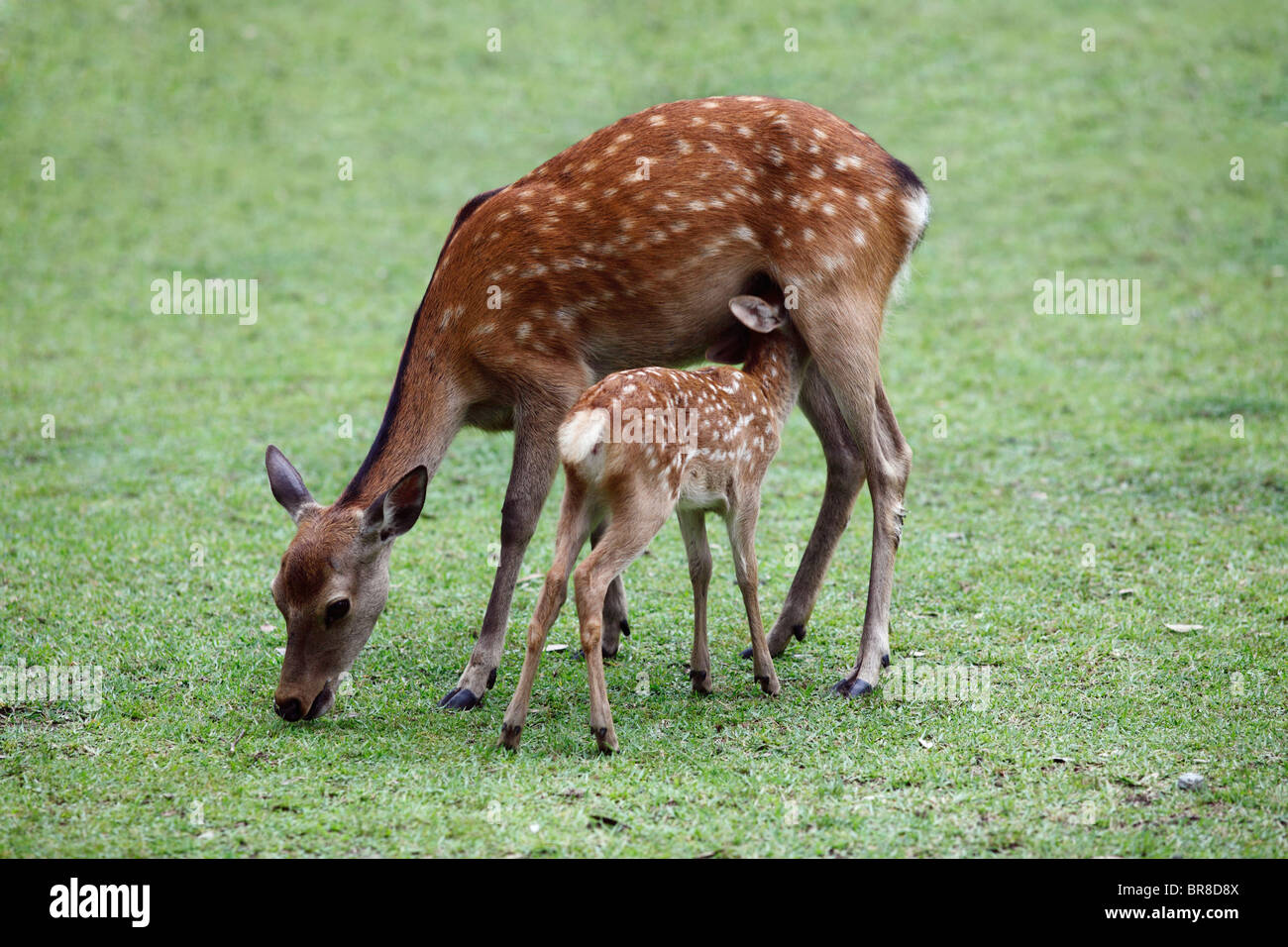 Deer and its fawn Stock Photo - Alamy