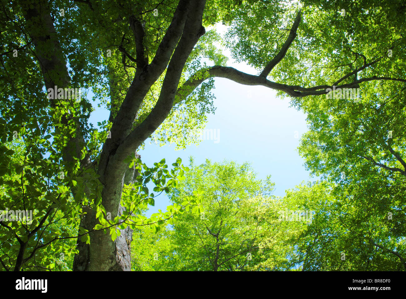 Trees low angle hi-res stock photography and images - Alamy