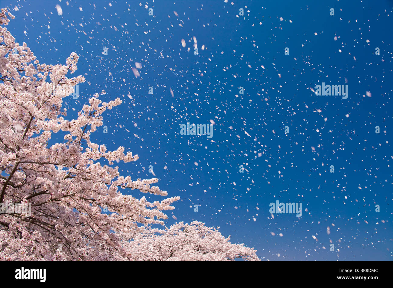 Blooming cherry trees in wind hi-res stock photography and images - Alamy