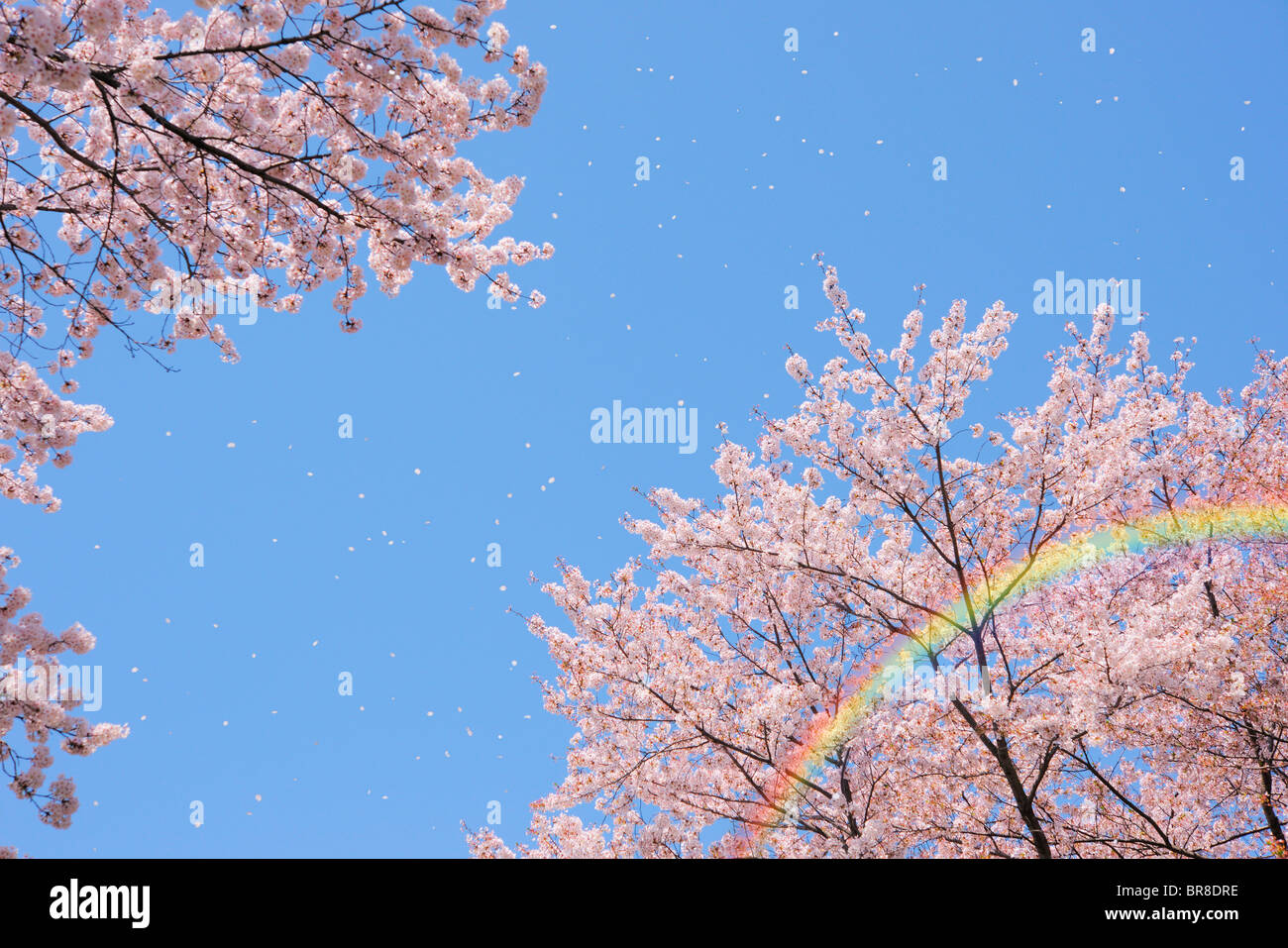 Cherry blossoms and rainbow Stock Photo Alamy