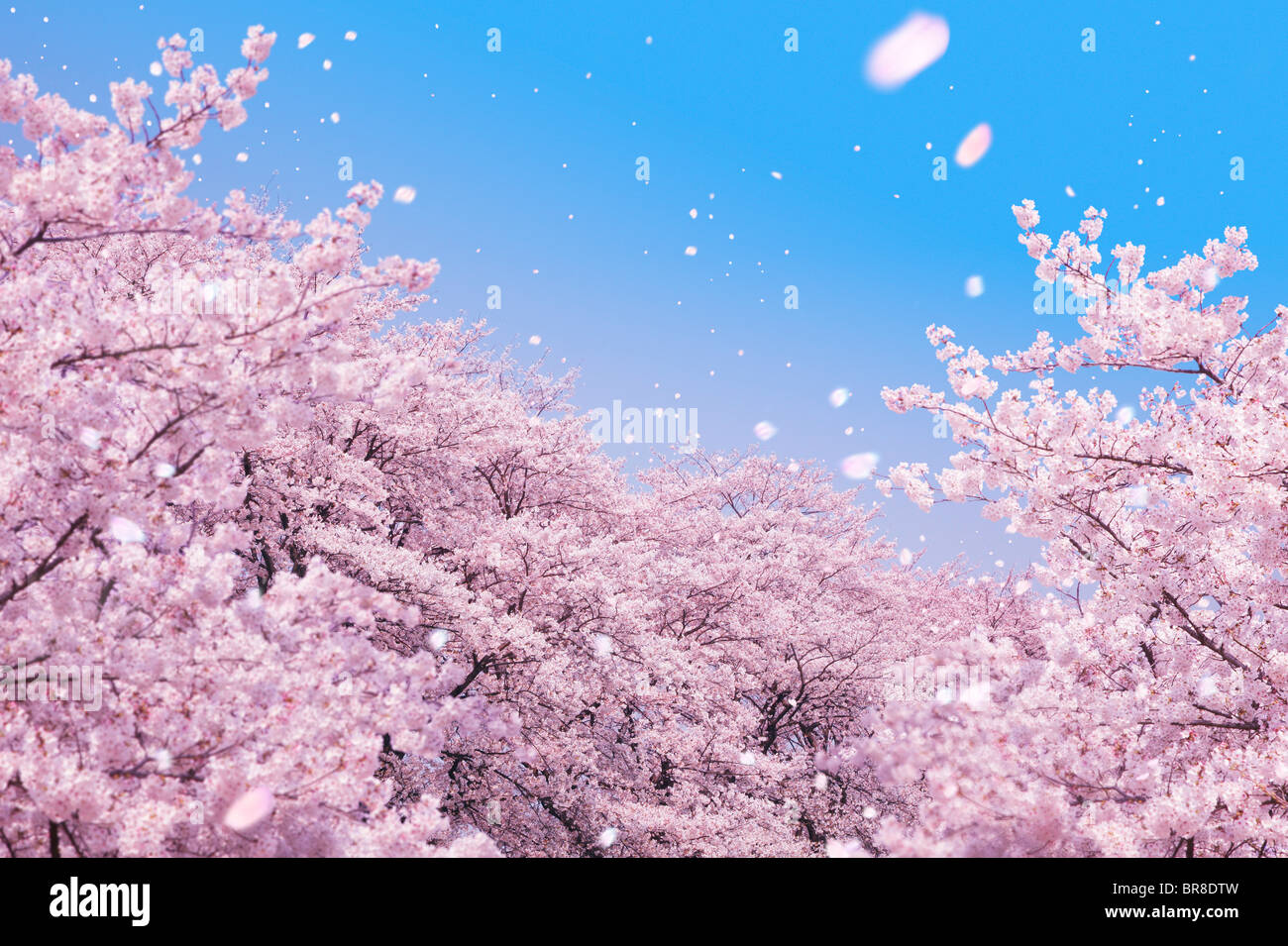 Cherry blossoms and petals blowing in wind Stock Photo Alamy