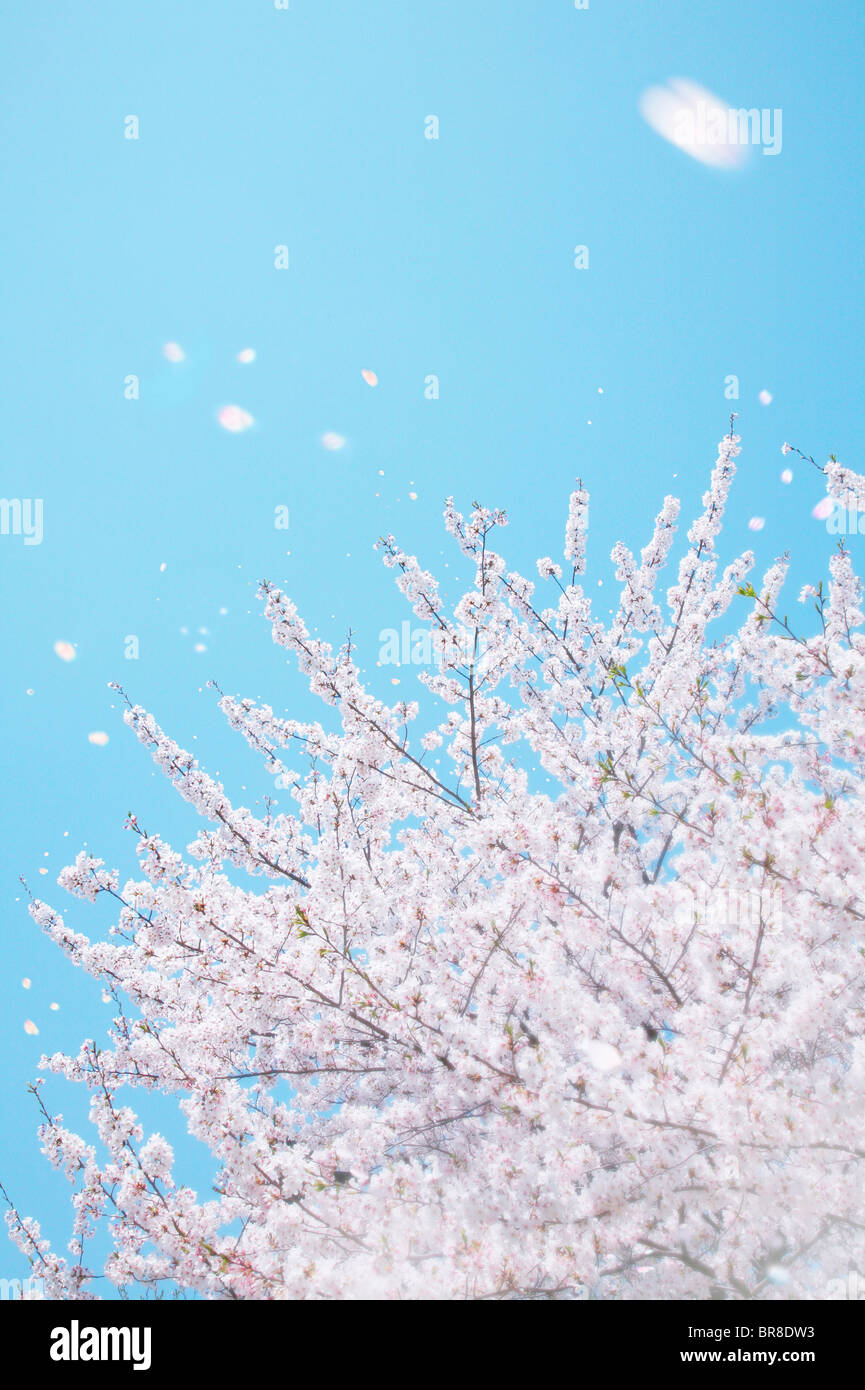Petals Blowing In The Wind