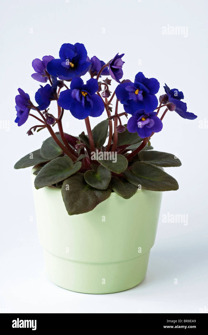 Saintpaulia, African Violet (Saintpaulia ionantha-Hybrid), potted plant with blue flower Stock Photo
