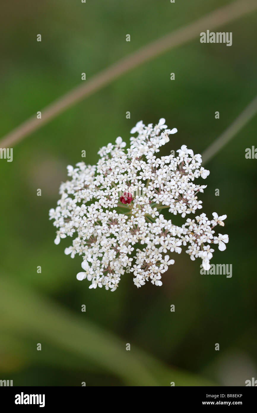 Wild carrot flower head, showing the typical central red floret. Stock Photo