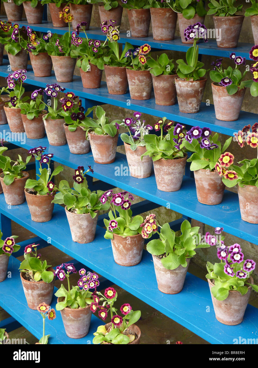 The Auricula Theatre at Calke Abbey, Derbyshire, UK Stock Photo