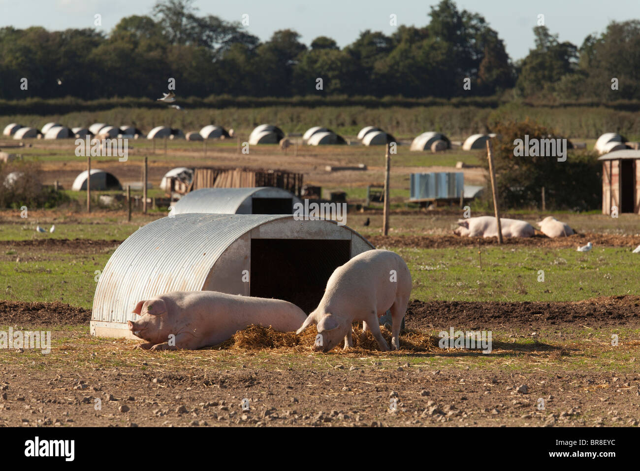 Outdoor reared free range gloucester old spot pigs on a farm with huts
