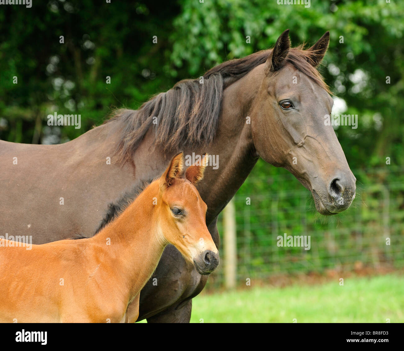 mare and foal Stock Photo