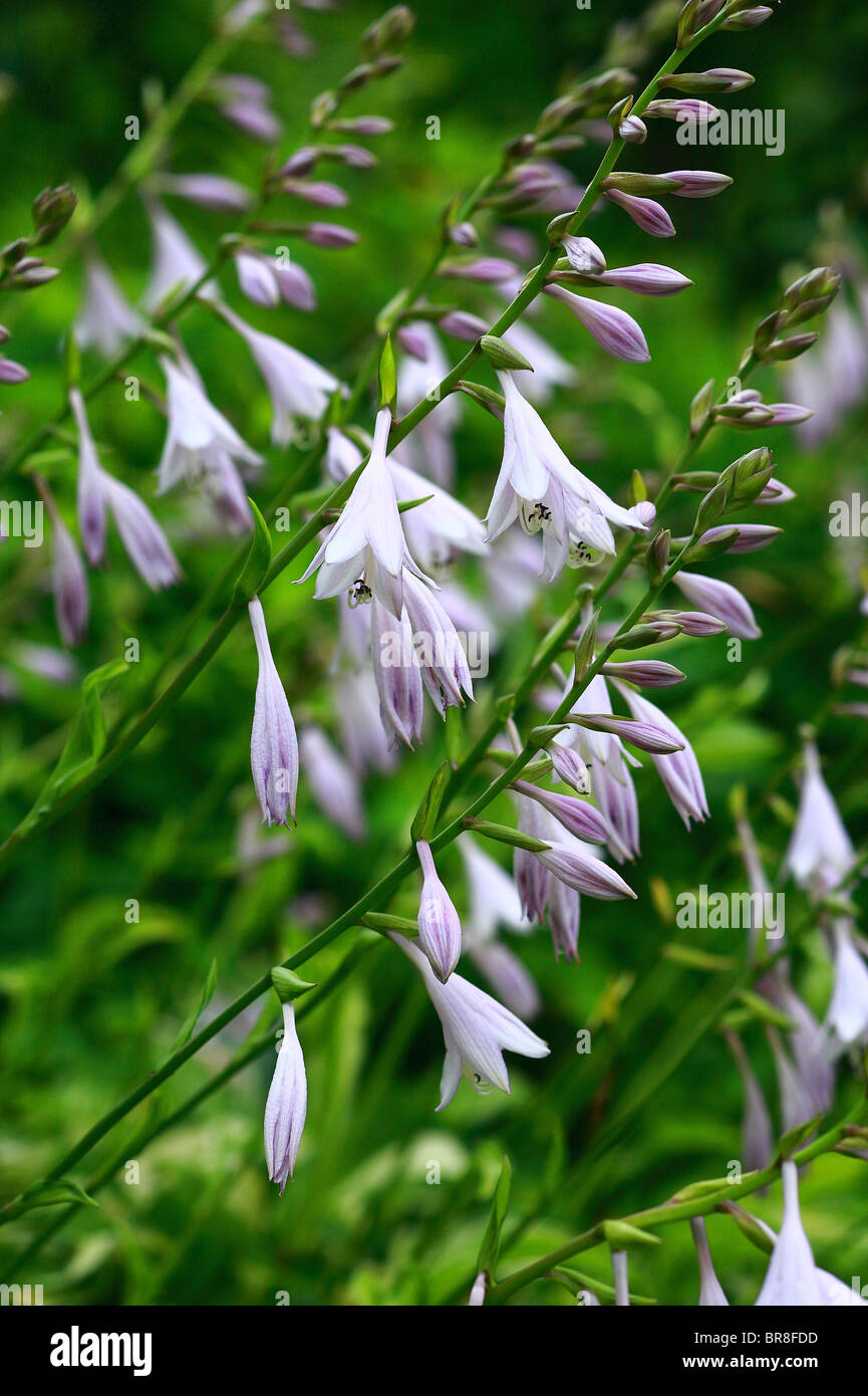 Plantain lilies, close up Stock Photo