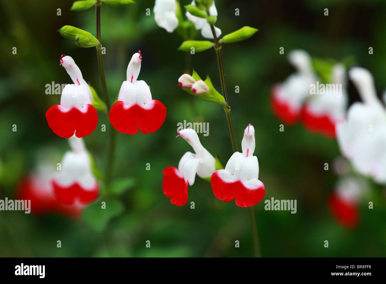 Salvia hot lips white flower hires stock photography and images Alamy