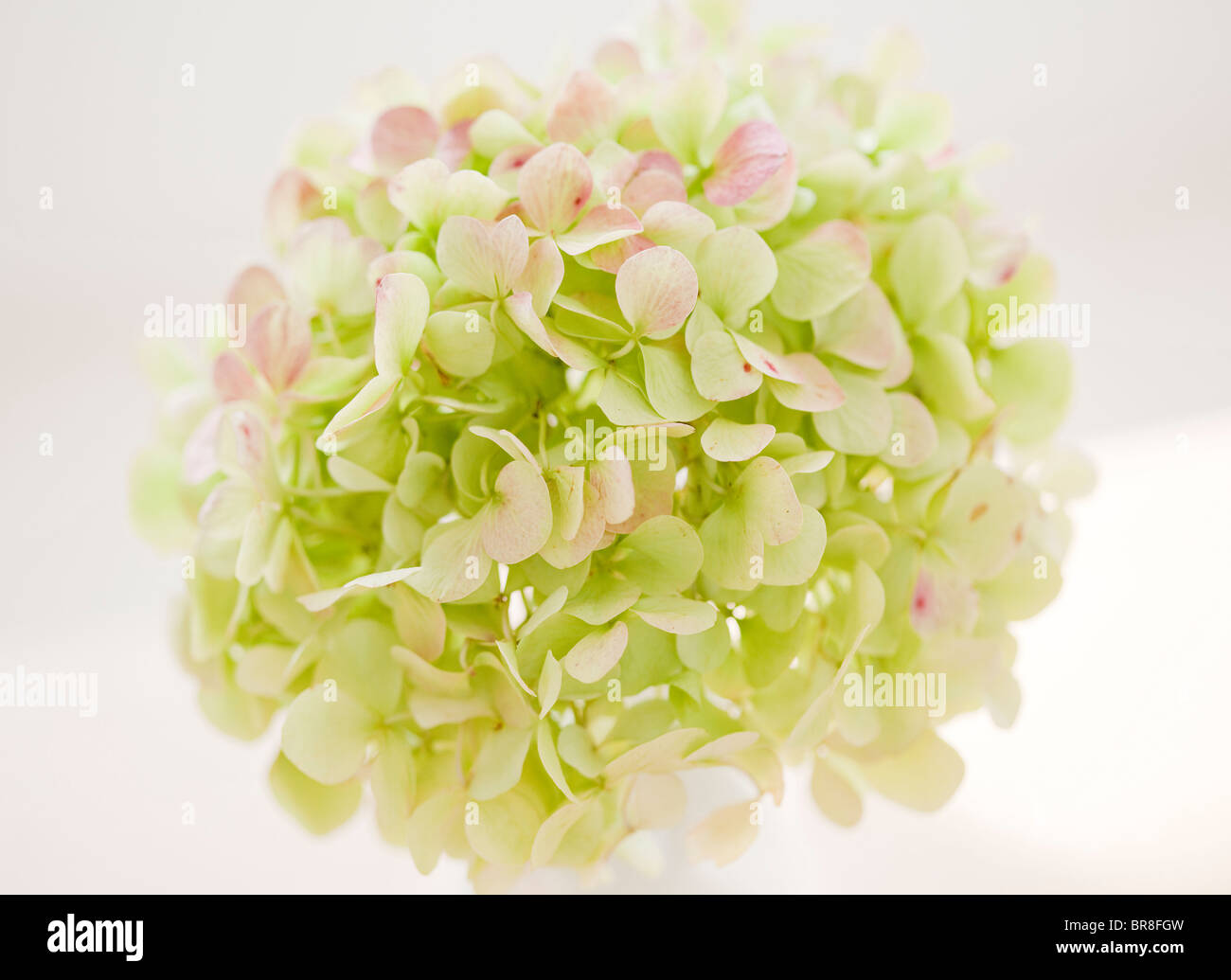 White hydrangea hi-res stock photography and images - Alamy