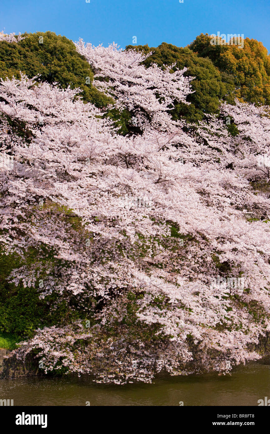 Cherry blossom trees by moat Stock Photo