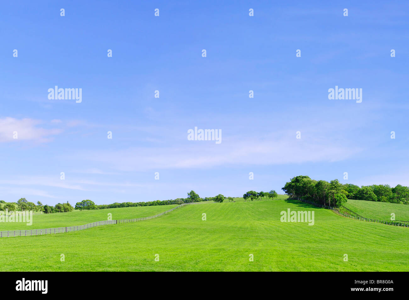 Tree trees grass field people hi-res stock photography and images - Alamy