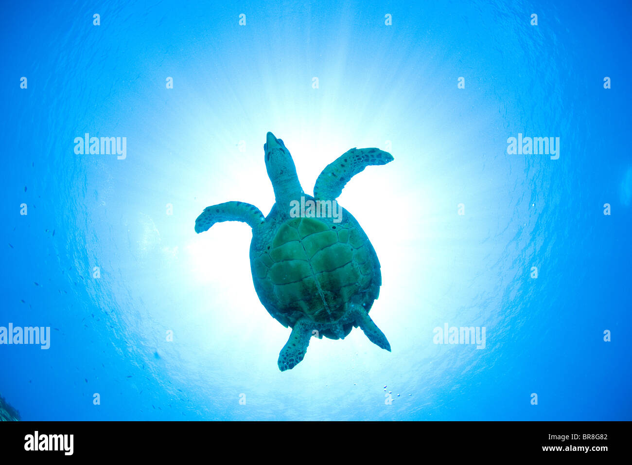 Sea turtle swimming underwater Stock Photo