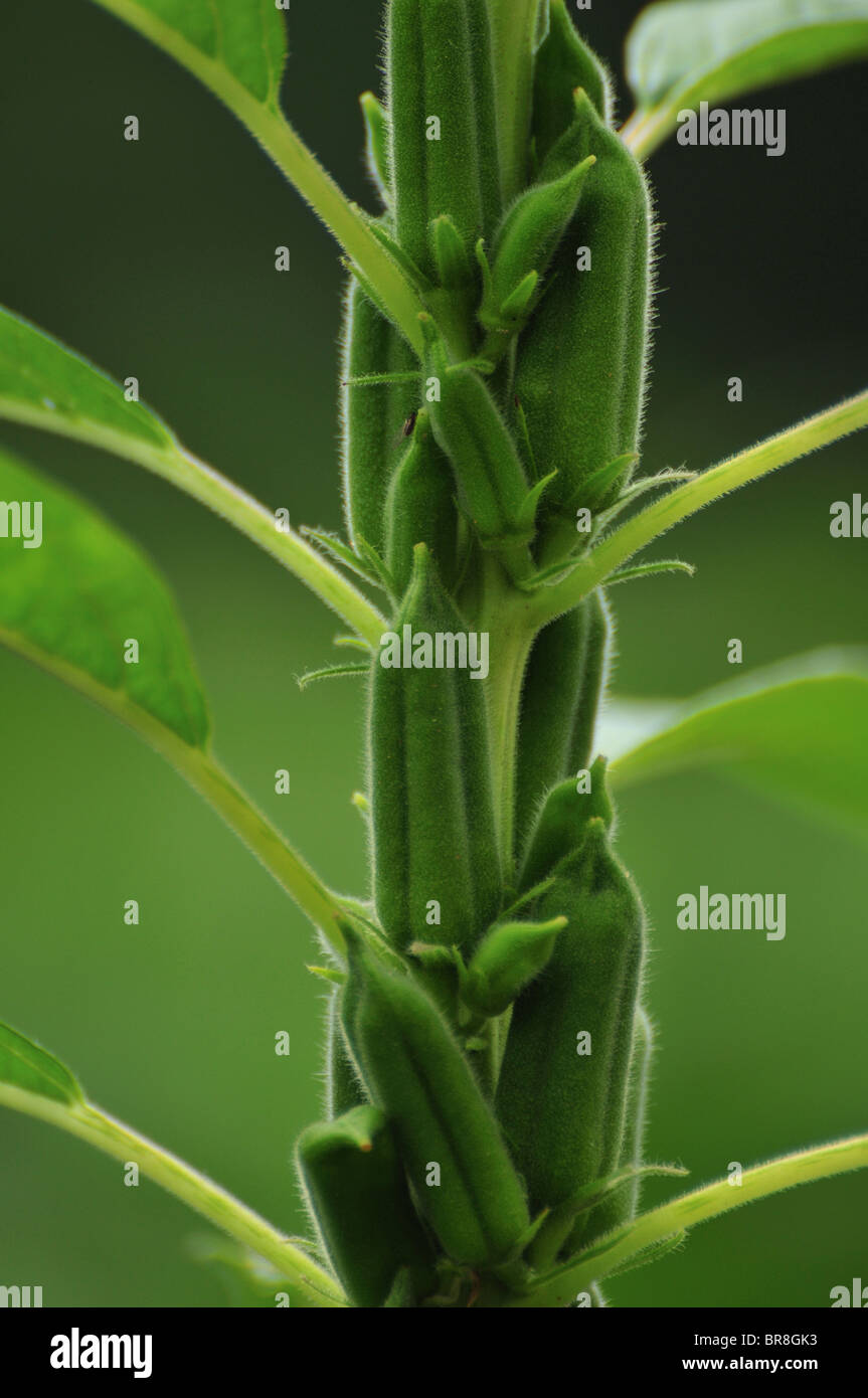 Sesame seed pods and plant hires stock photography and images Alamy
