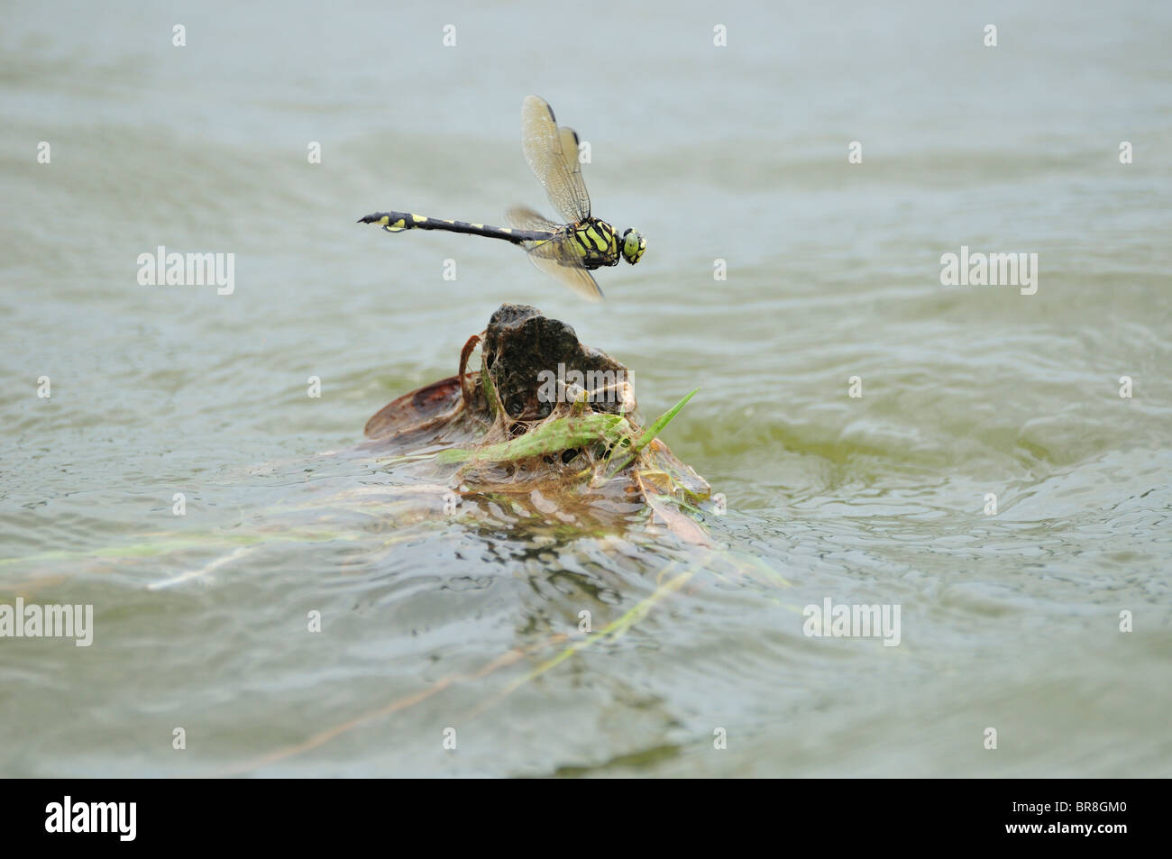 Sinictinogomphus clavatus flying over water Stock Photo